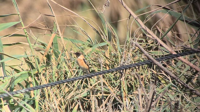 Сибирский черноголовый чекан (hemprichii) - ML644544333