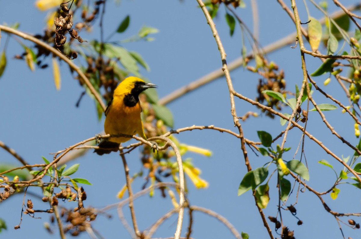 Hooded Oriole - ML644544342