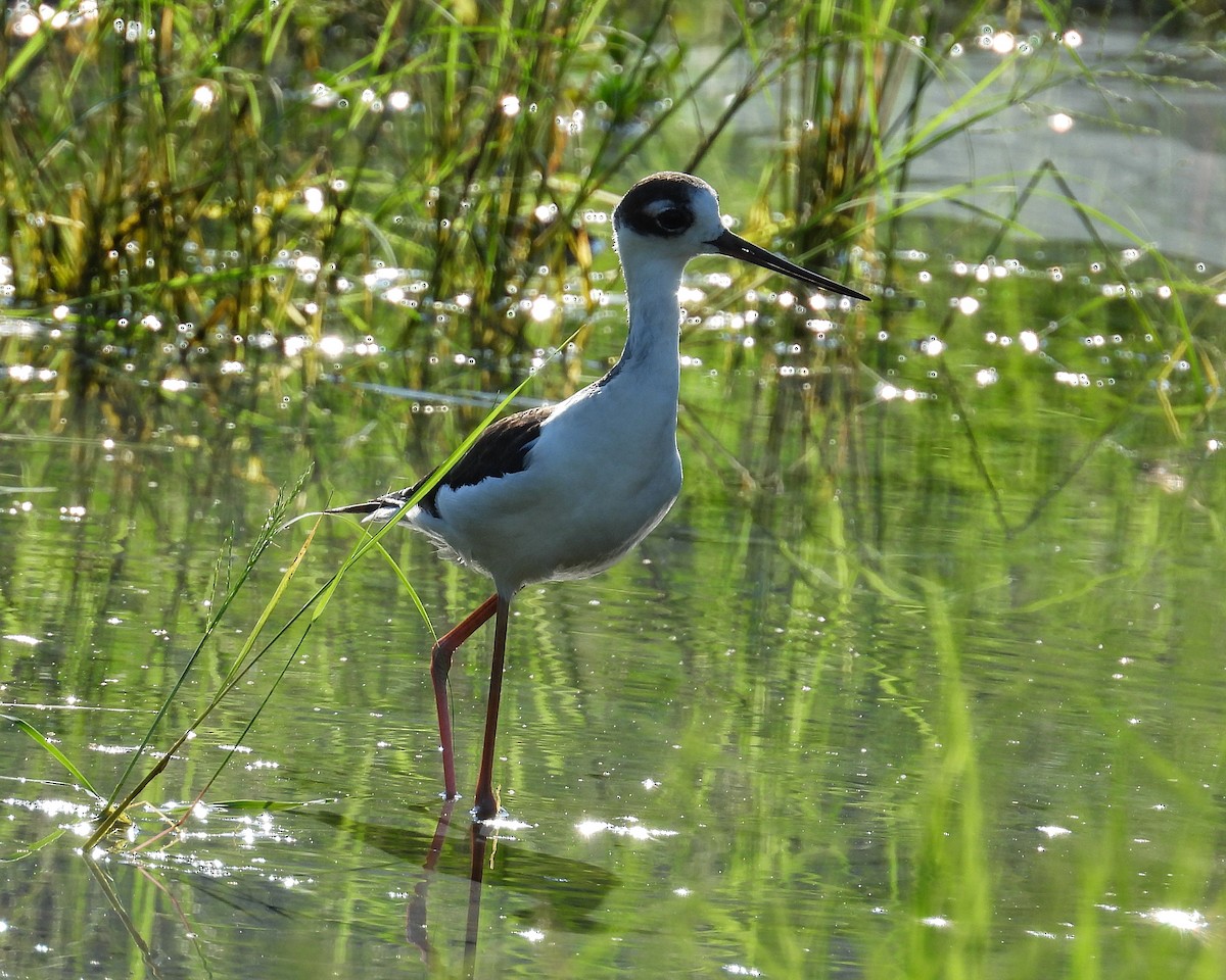 Échasse d'Amérique - ML644544352