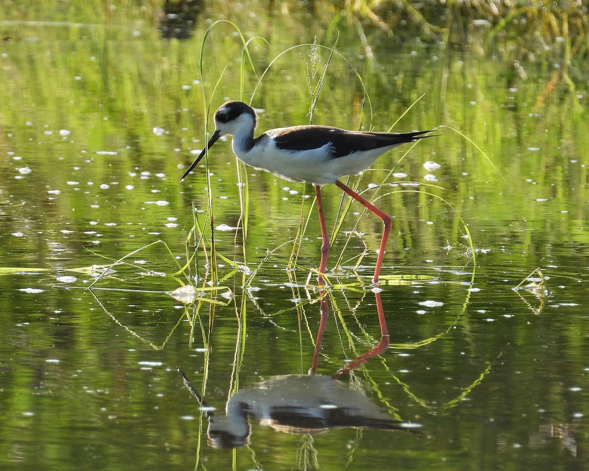Black-necked Stilt - ML644544353