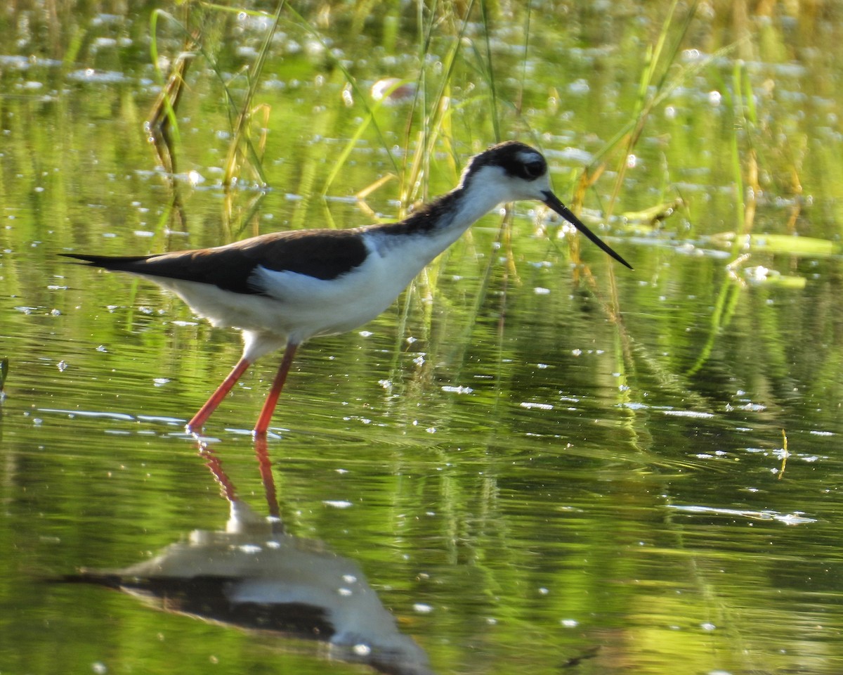 Black-necked Stilt - ML644544354