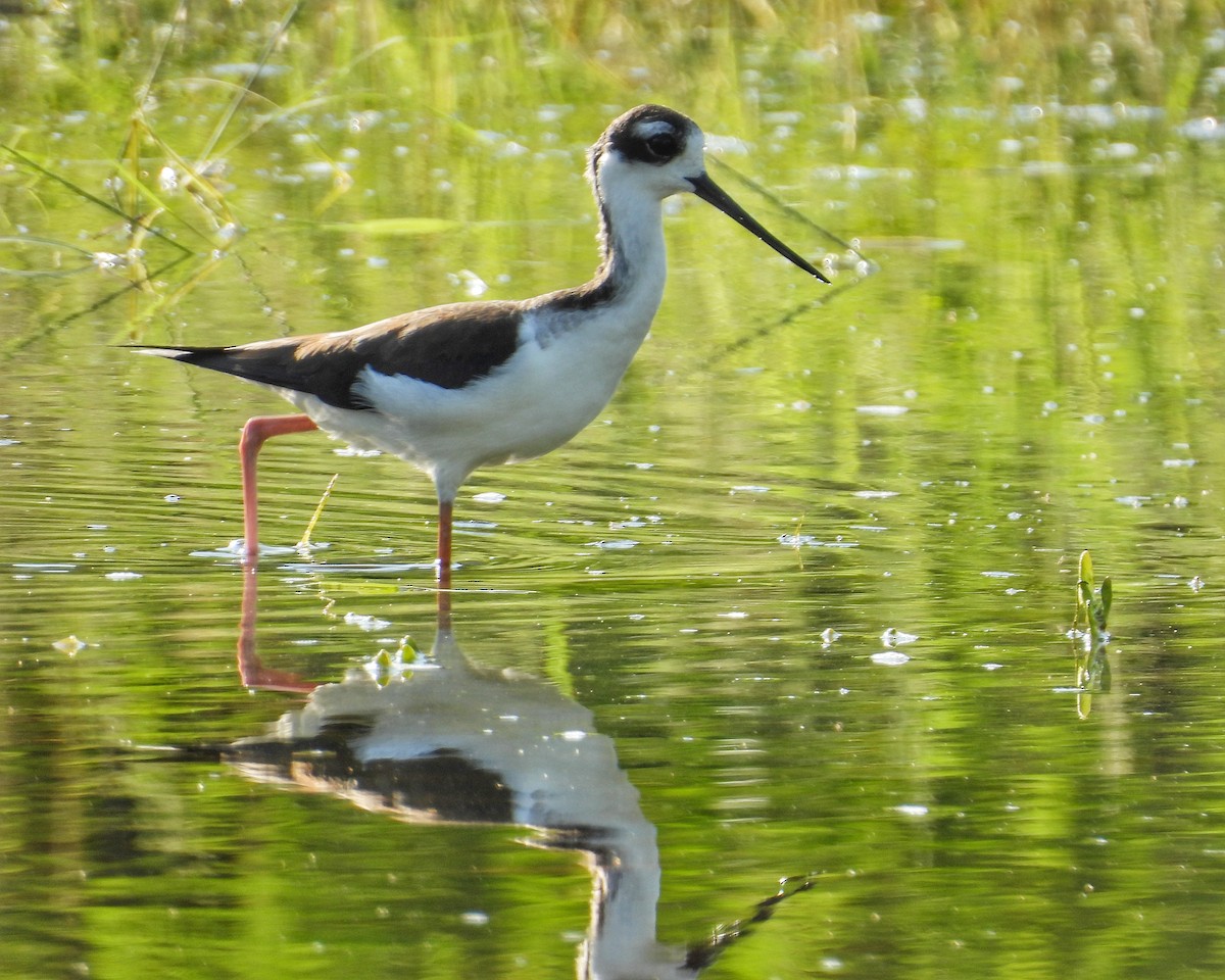 Black-necked Stilt - ML644544355