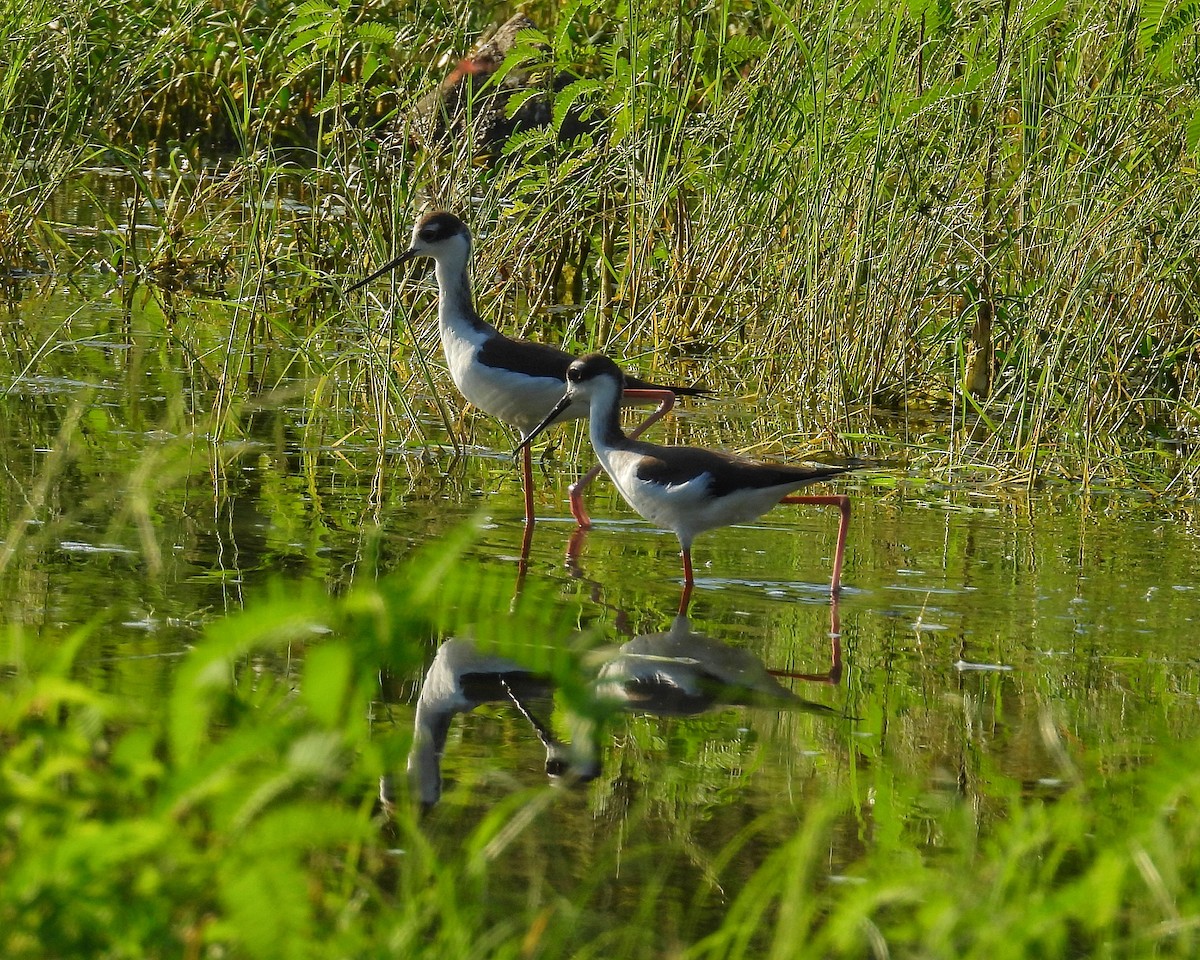 Black-necked Stilt - ML644544356