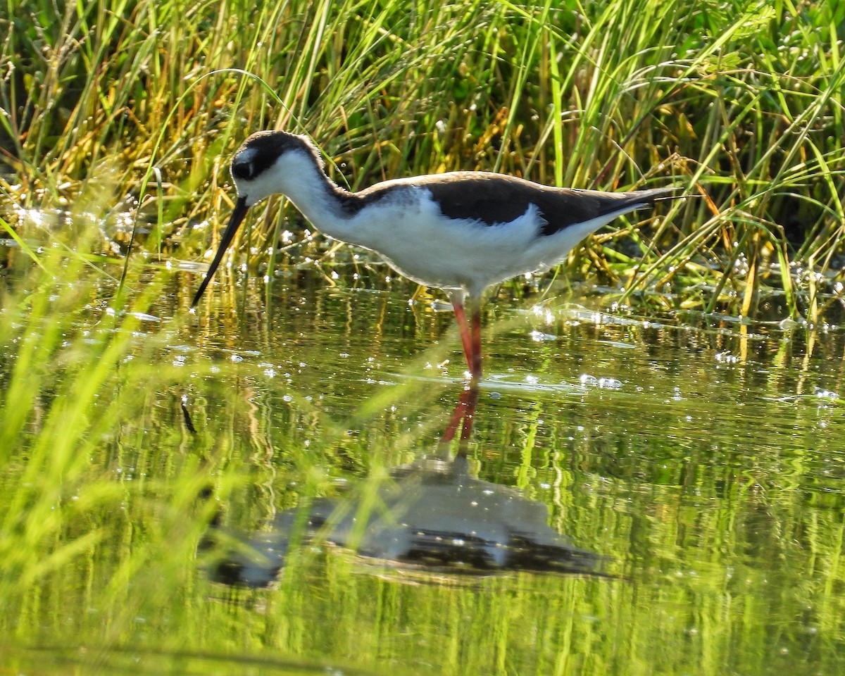 Black-necked Stilt - ML644544357