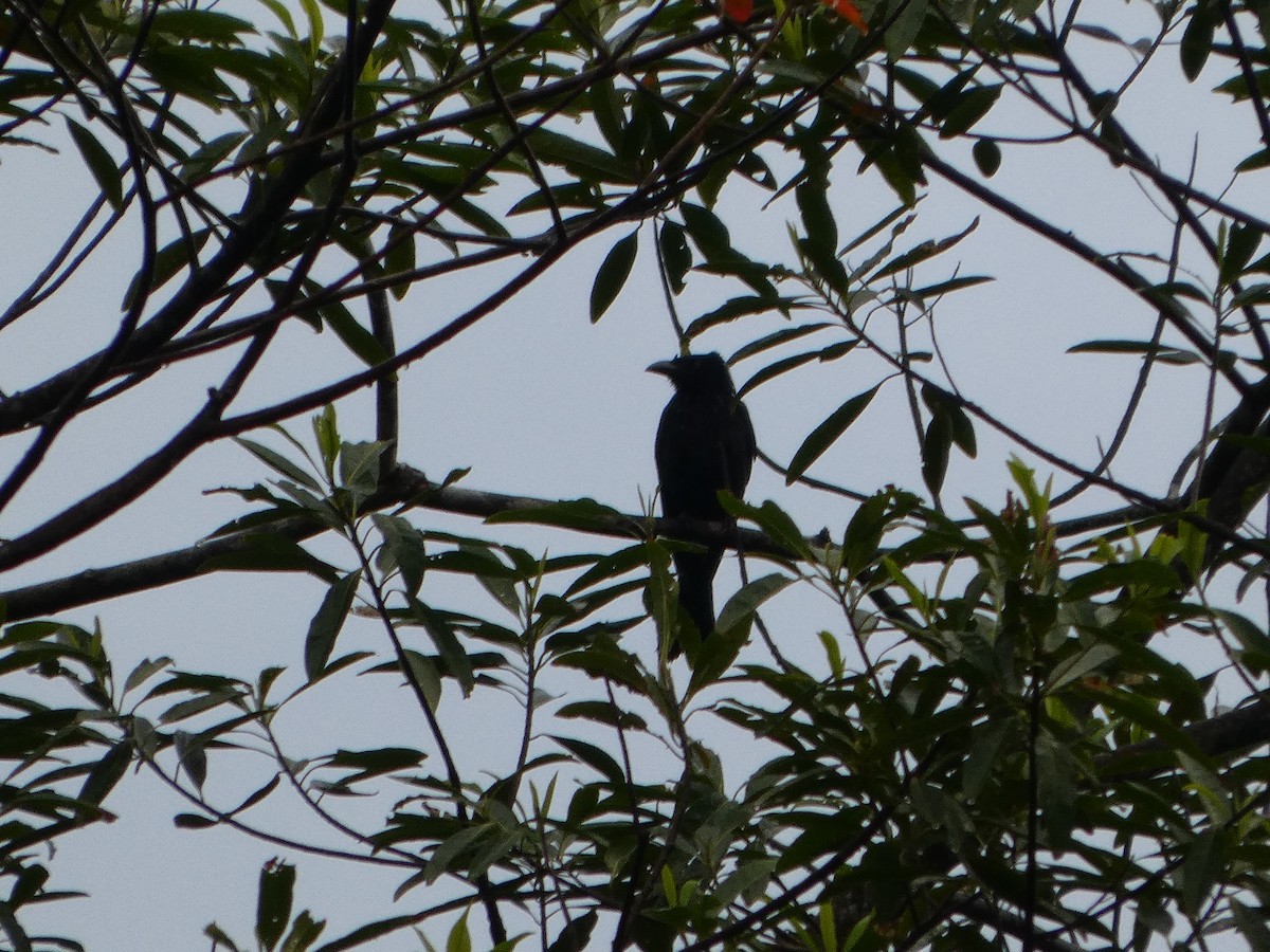 Spangled Drongo - ML644544366