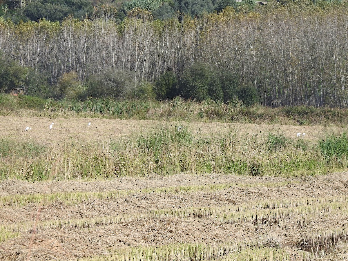 Little Egret - ML644544367