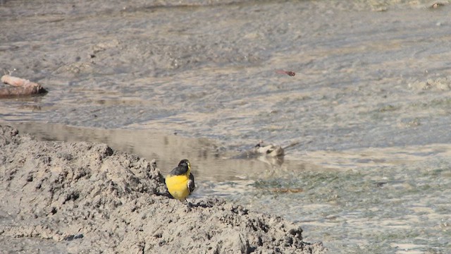 Желтоголовая трясогузка - ML644544371