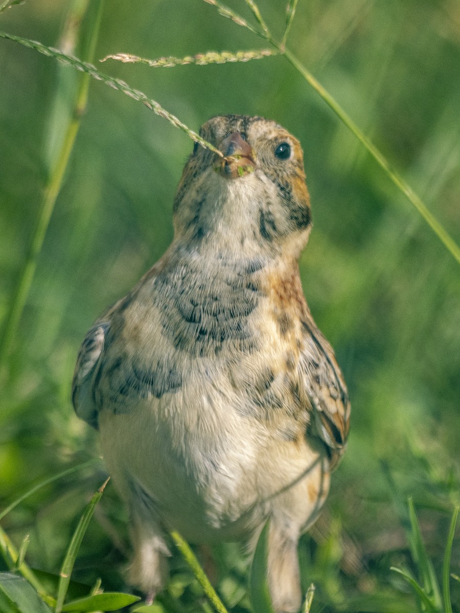 Lapland Longspur - ML644544380