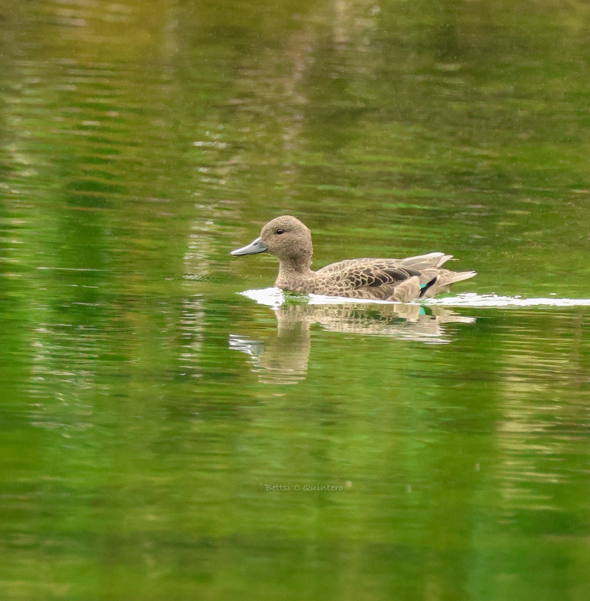 アンデスコガモ - ML644544387