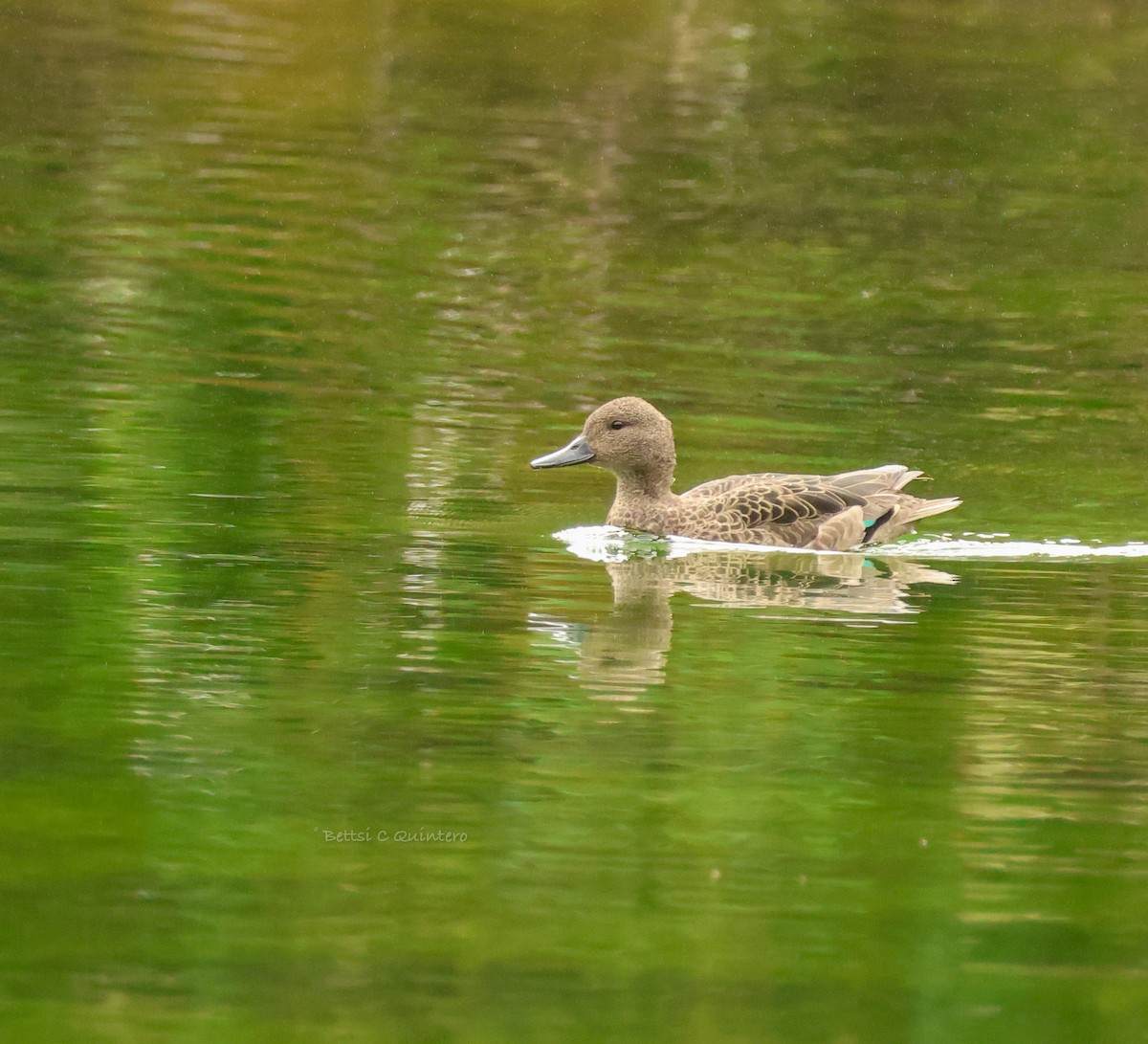 アンデスコガモ - ML644544388