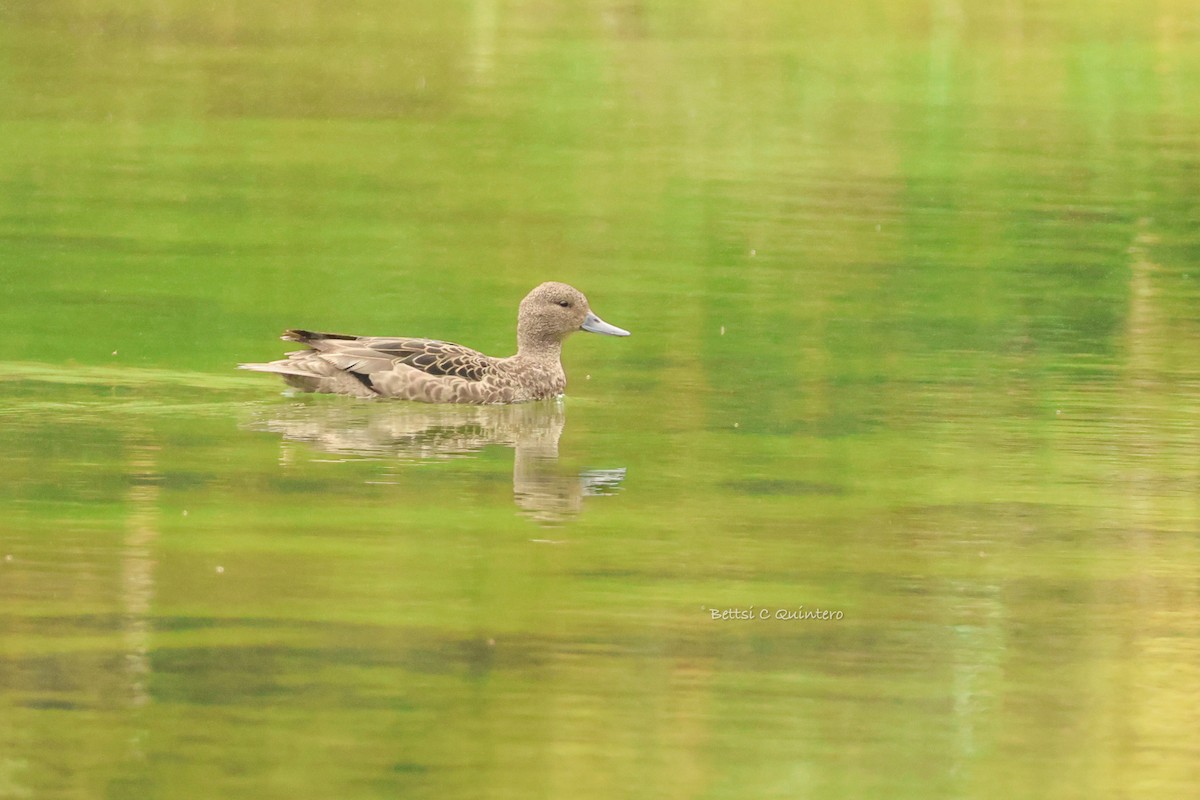 アンデスコガモ - ML644544389