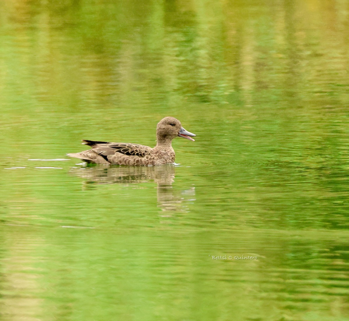 アンデスコガモ - ML644544390