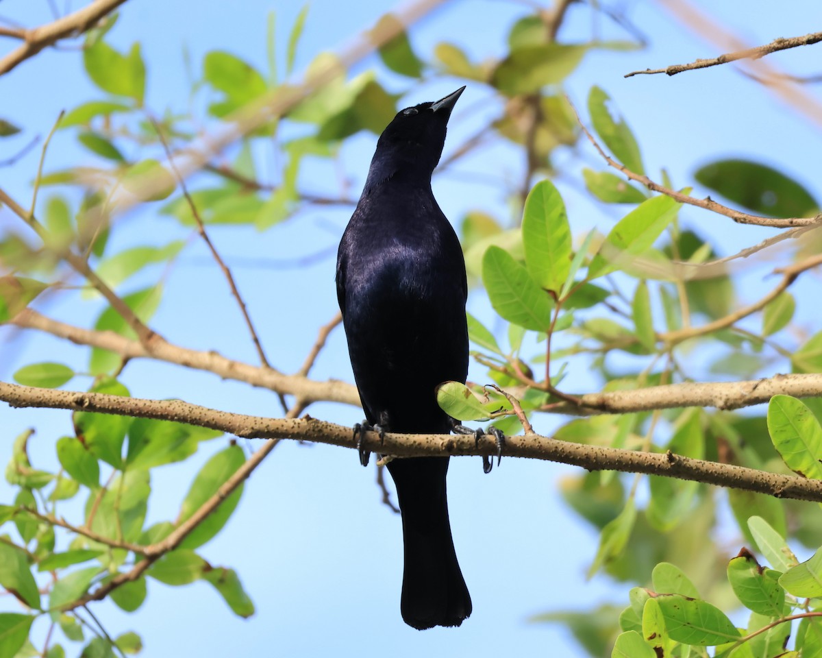 Shiny Cowbird - ML644544393