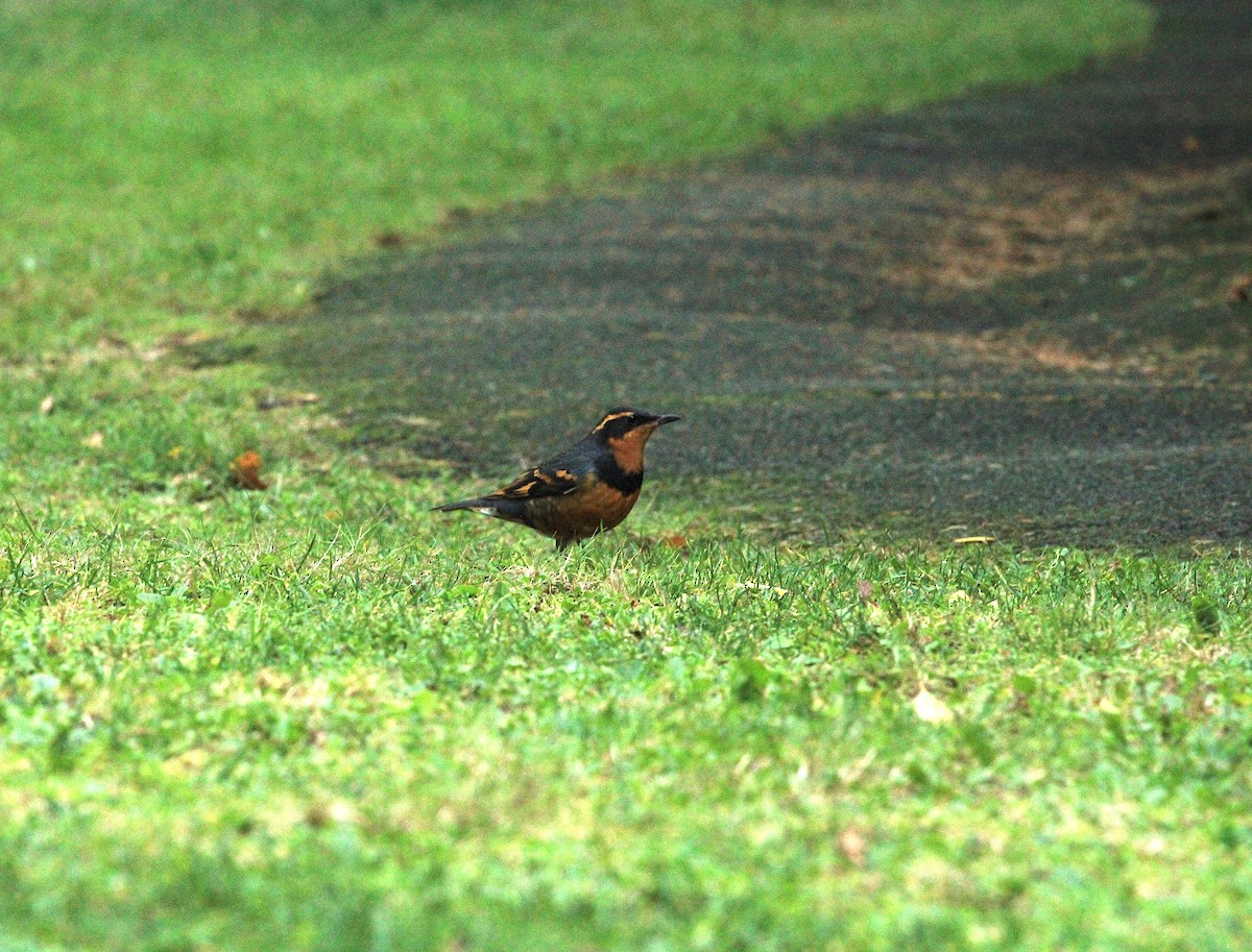 Varied Thrush - ML644544395