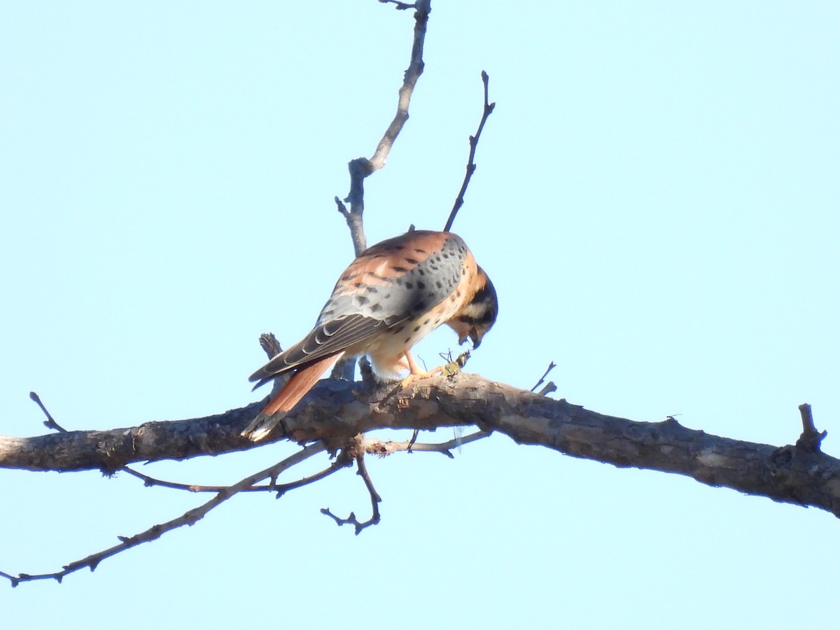 Ala Kerkenez - ML644544397