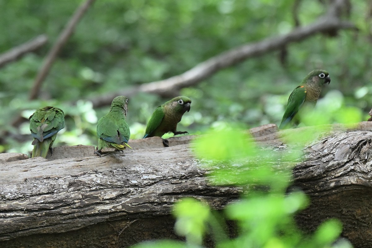 Maroon-bellied Parakeet - ML644544401