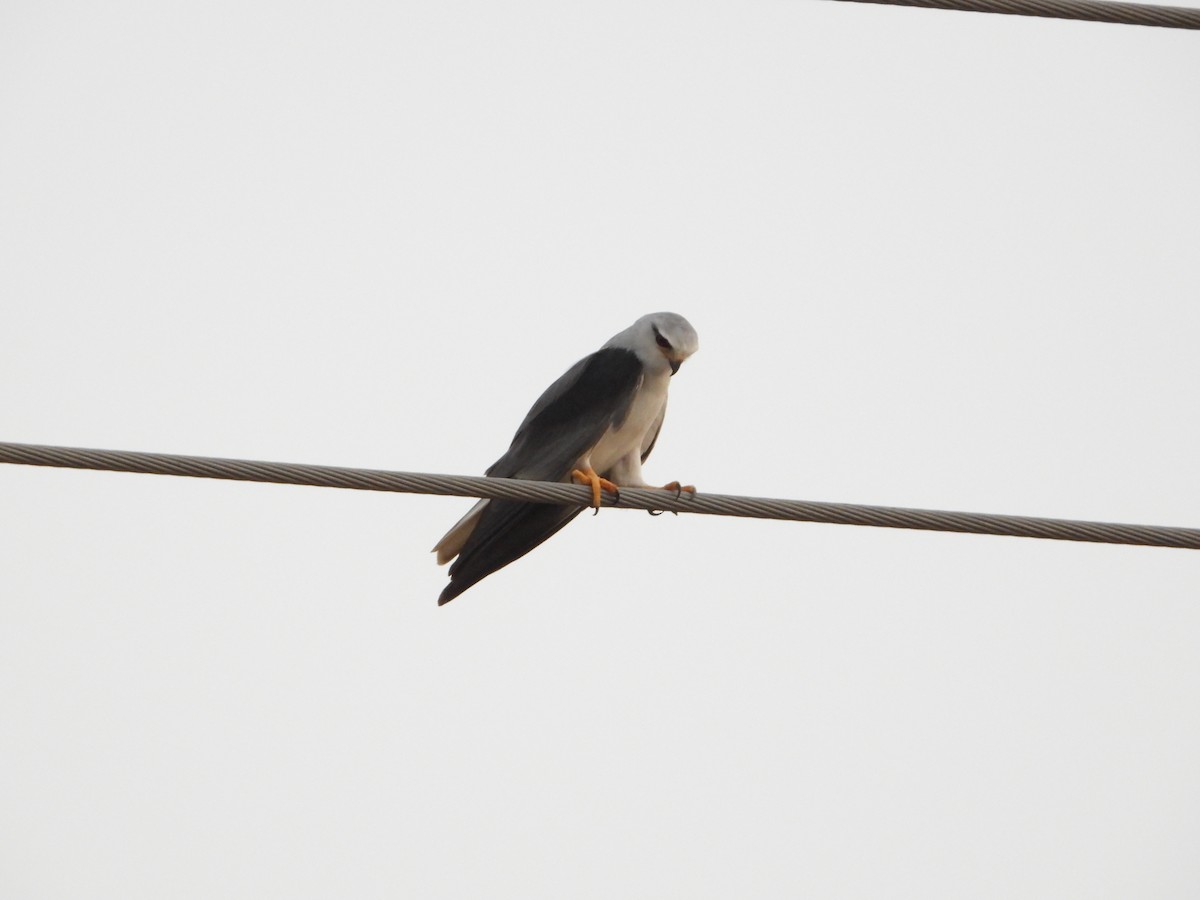 Gleitaar - ML644544409