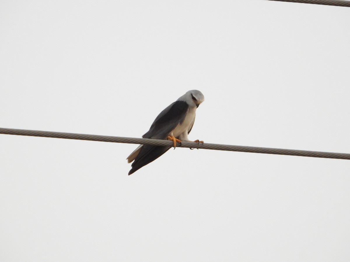 Gleitaar - ML644544410