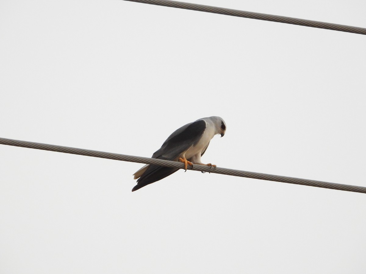 Gleitaar - ML644544411