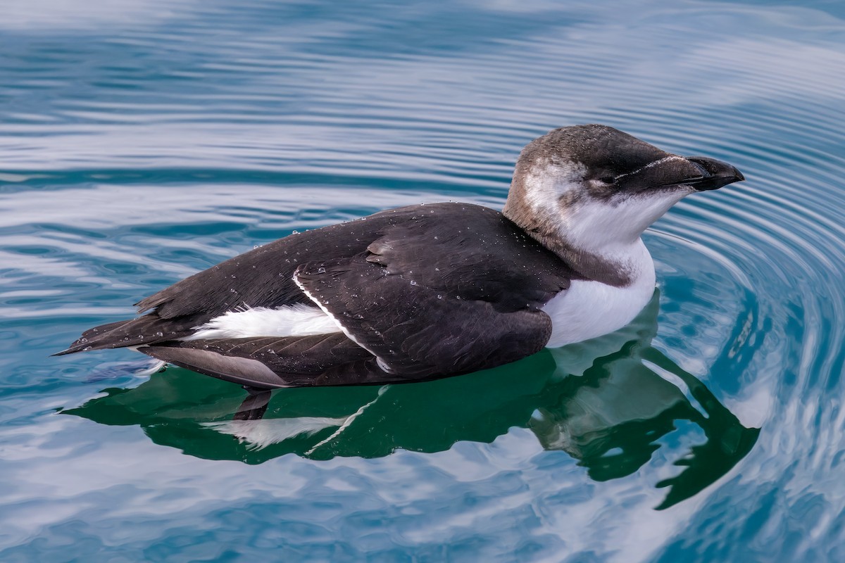 Razorbill - ML644544413