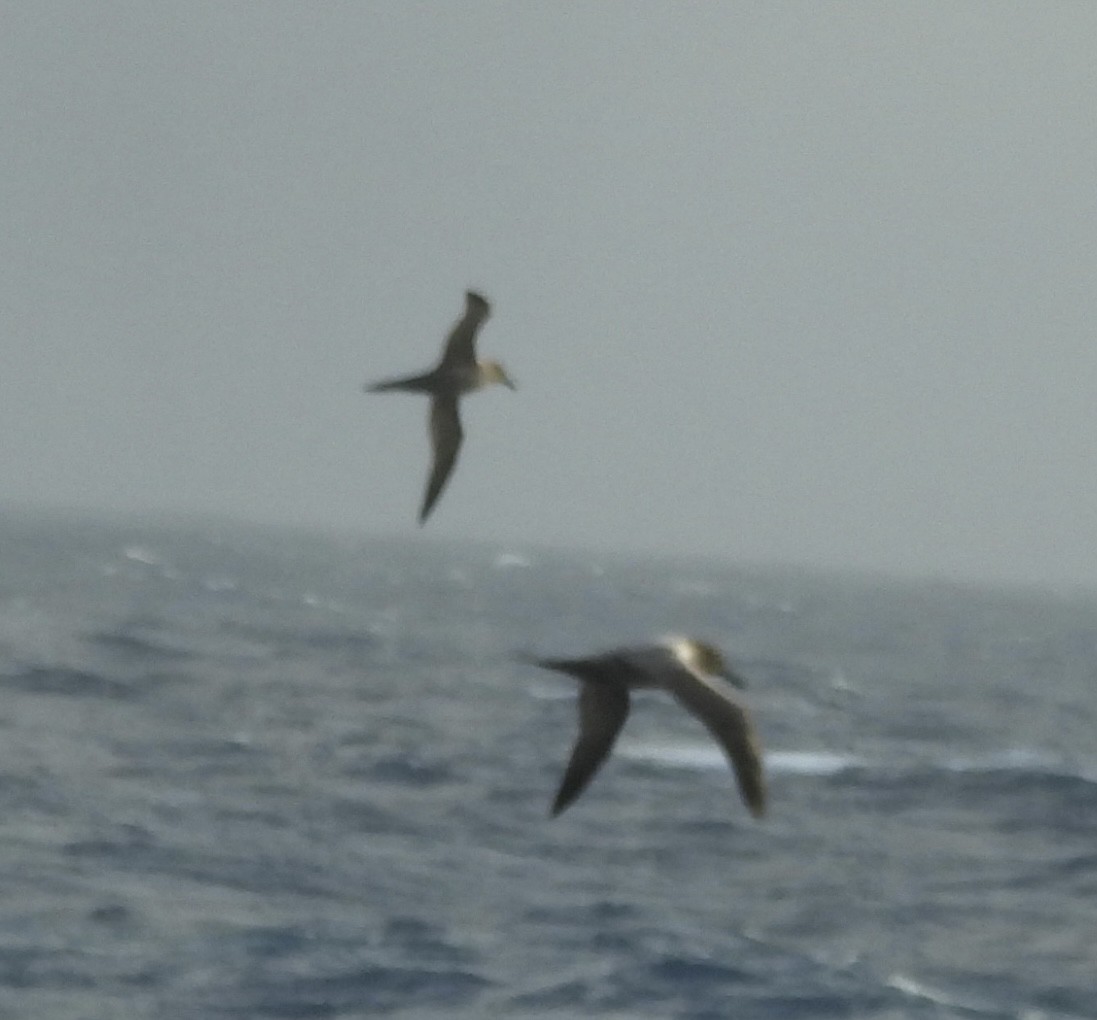 Albatros hauskara - ML644544415