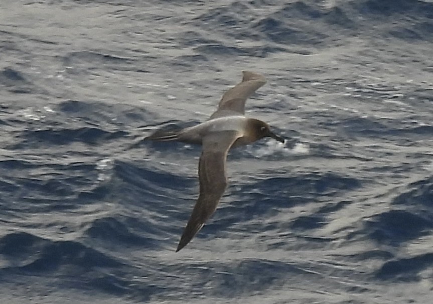 Albatros hauskara - ML644544416