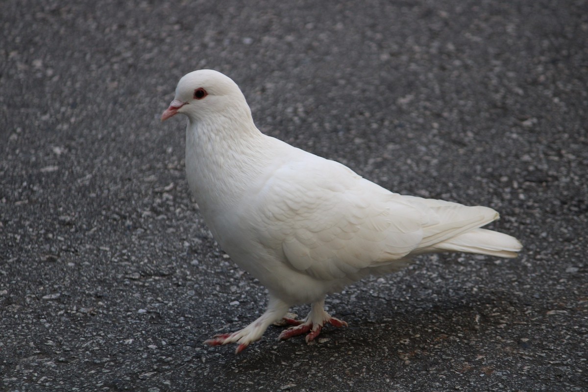 カワラバト（ドバト、家畜型） - ML644544425