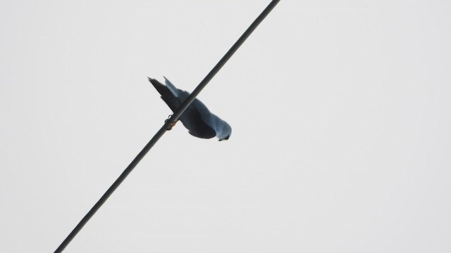 Élanion blanc - ML644544426