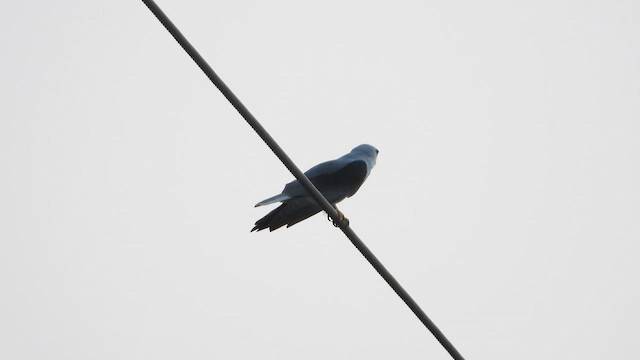 Gleitaar - ML644544427