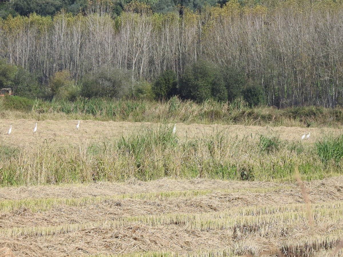 Little Egret - ML644544428