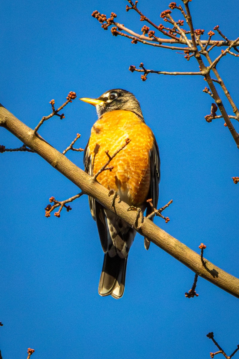 קיכלי נודד - ML644544429