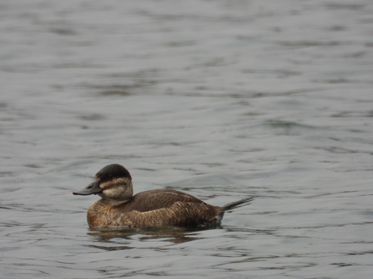 Ruddy Duck - ML644544434