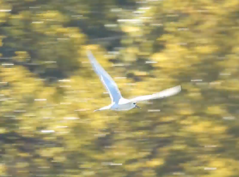 Charrán de Forster - ML644544442