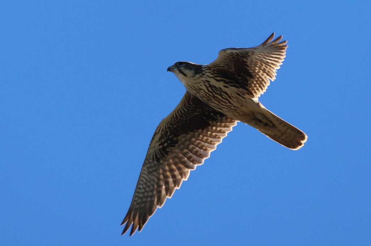 raroh prériový - ML644544444