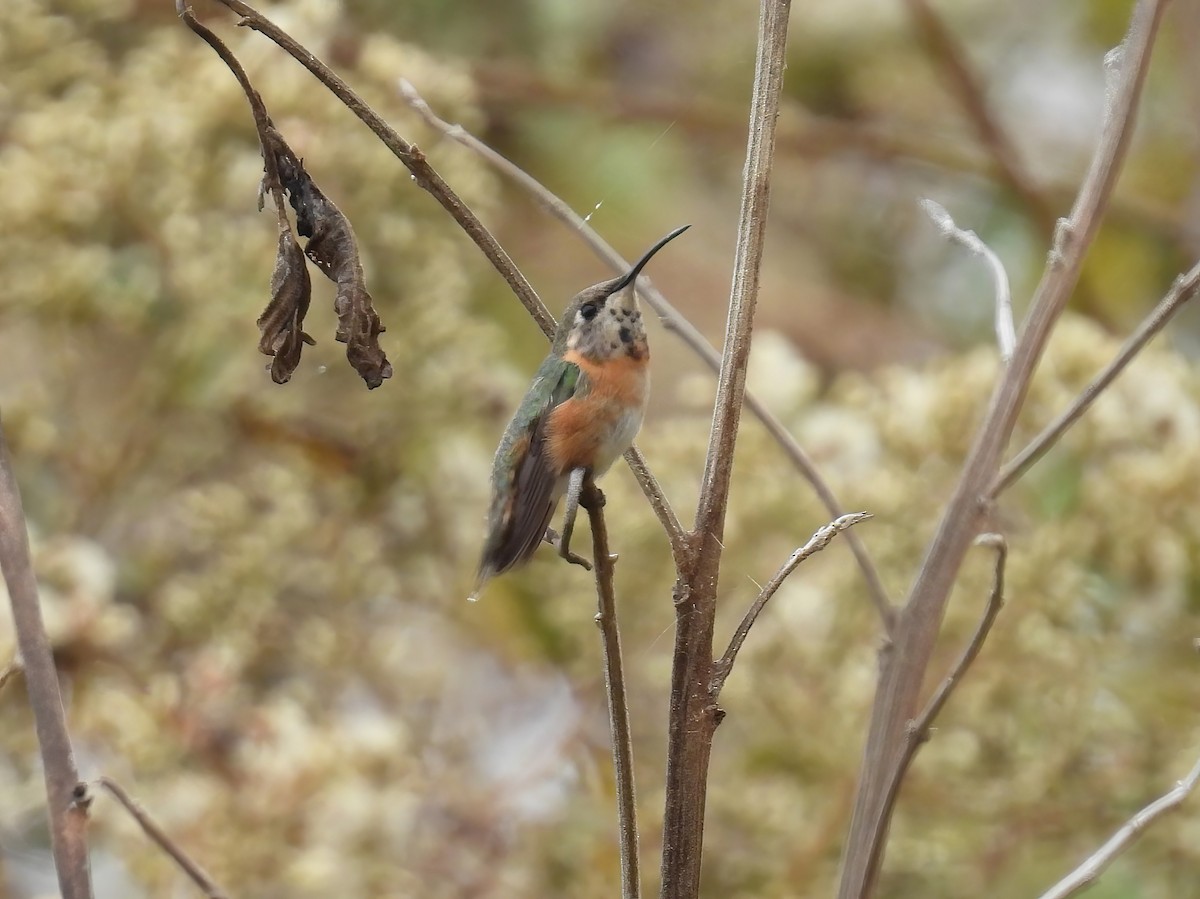 Colibri de Fanny - ML644544445