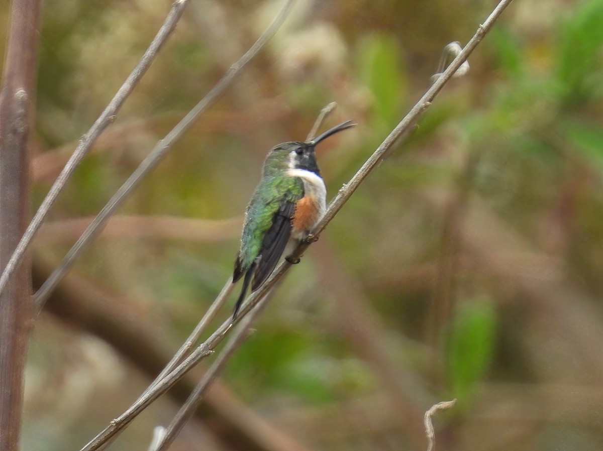 Colibri de Fanny - ML644544446