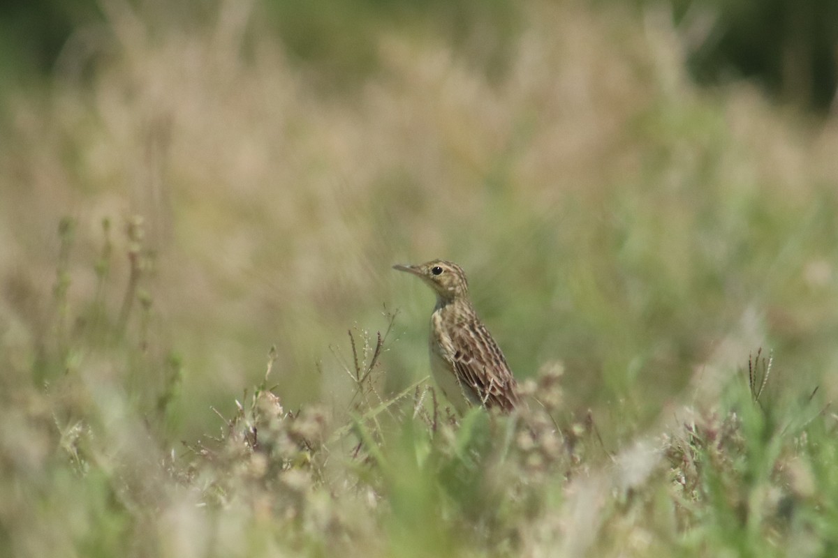 Yellowish Pipit - ML644544447