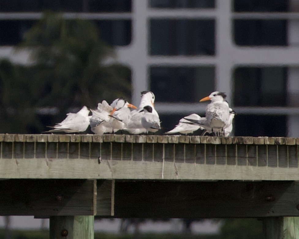 Sterne caugek - ML644544454