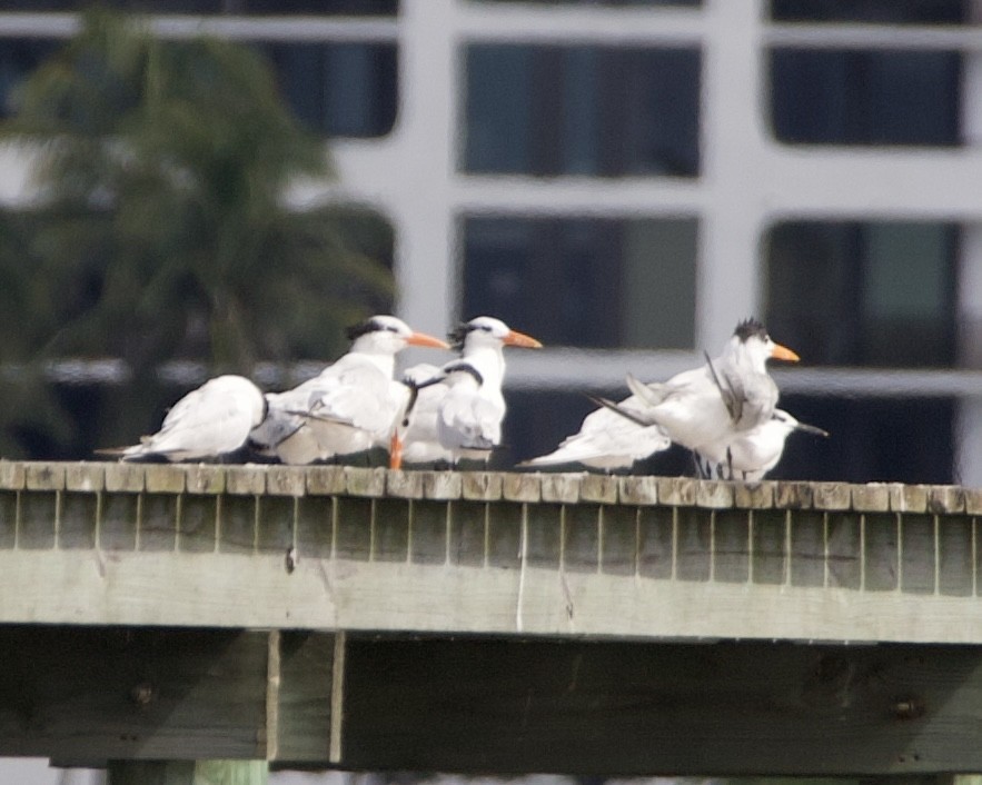 Sterne caugek - ML644544455