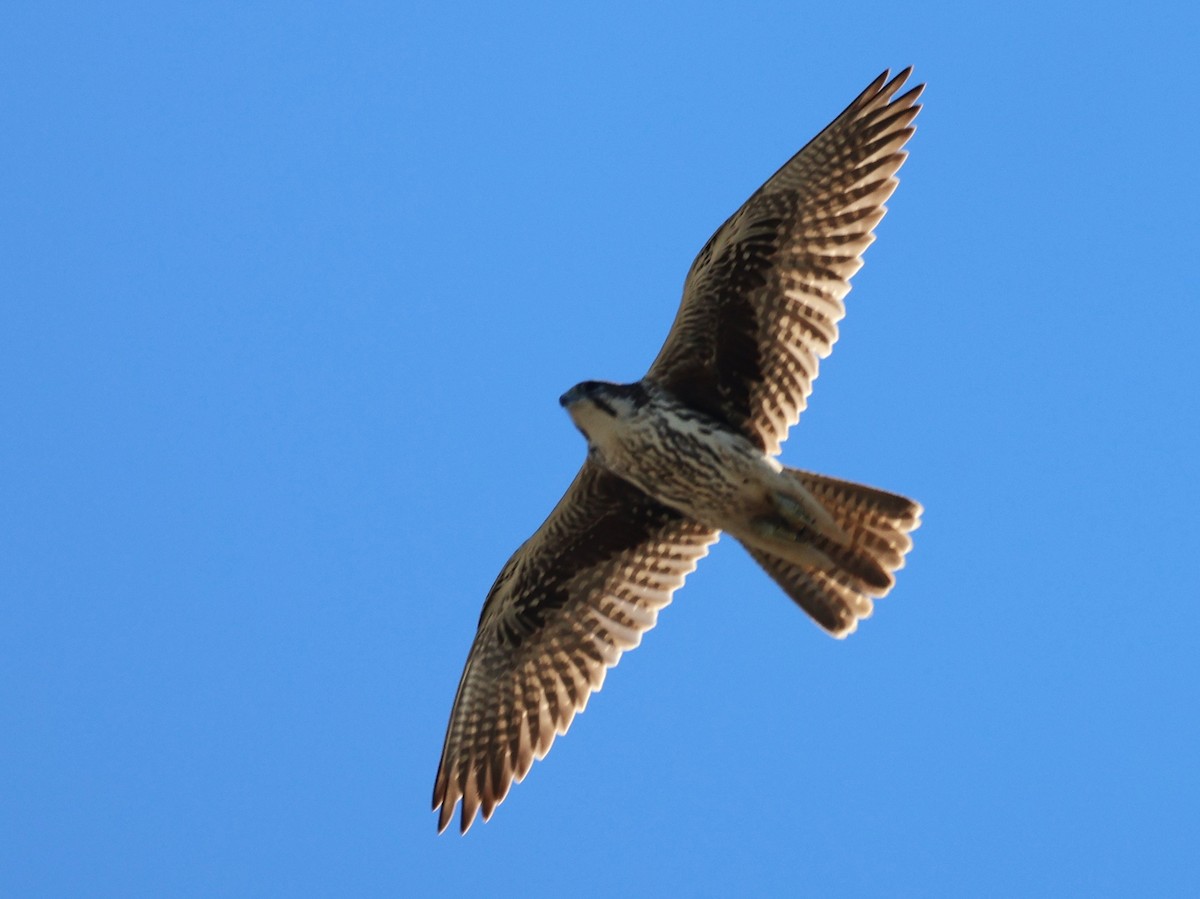 raroh prériový - ML644544456