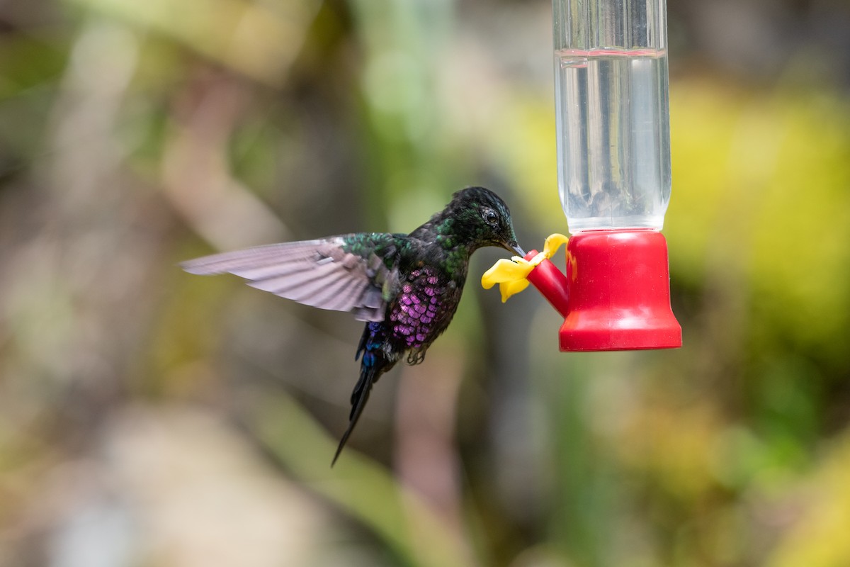 Колібрі-інка рожевочеревий - ML644544457