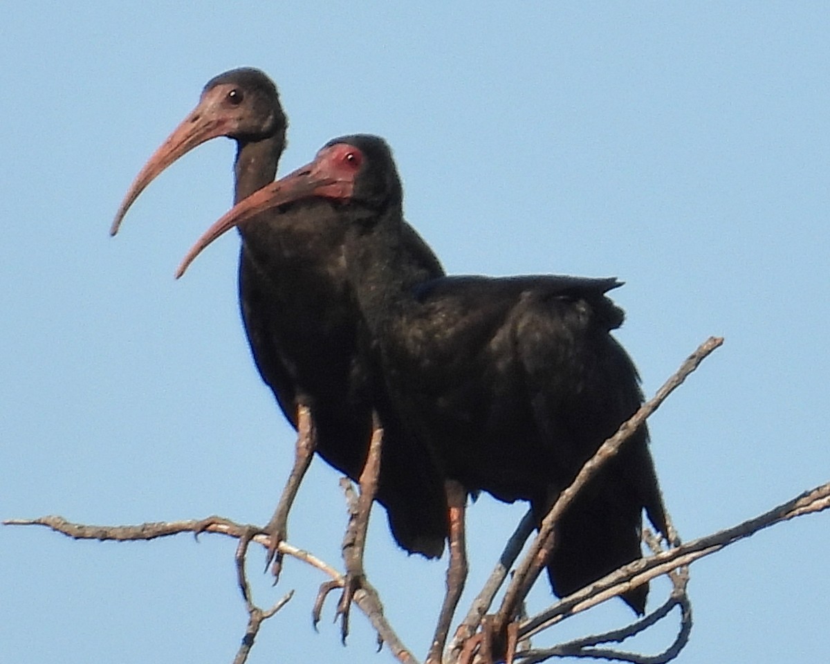 Bare-faced Ibis - ML644544464