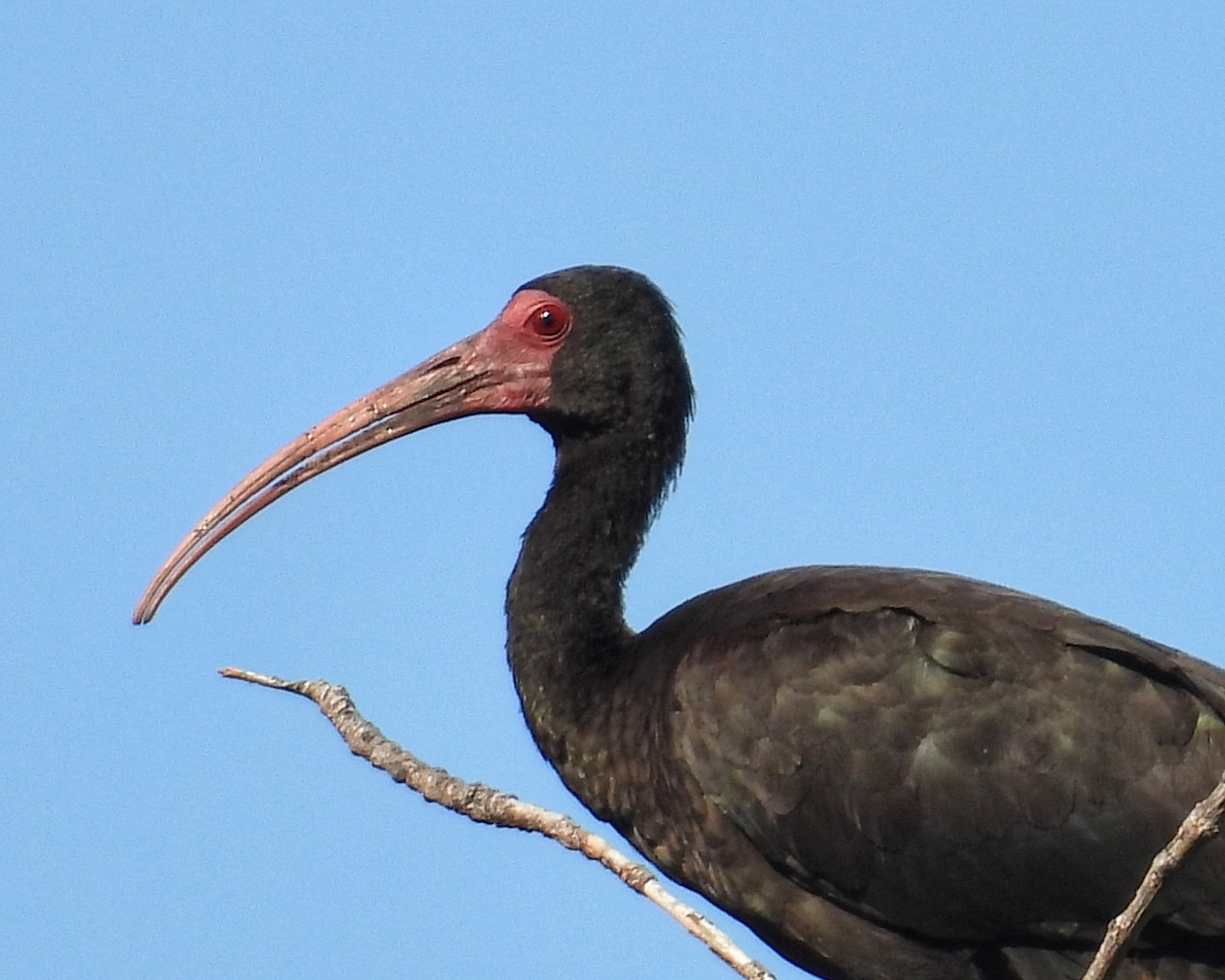 Bare-faced Ibis - ML644544465