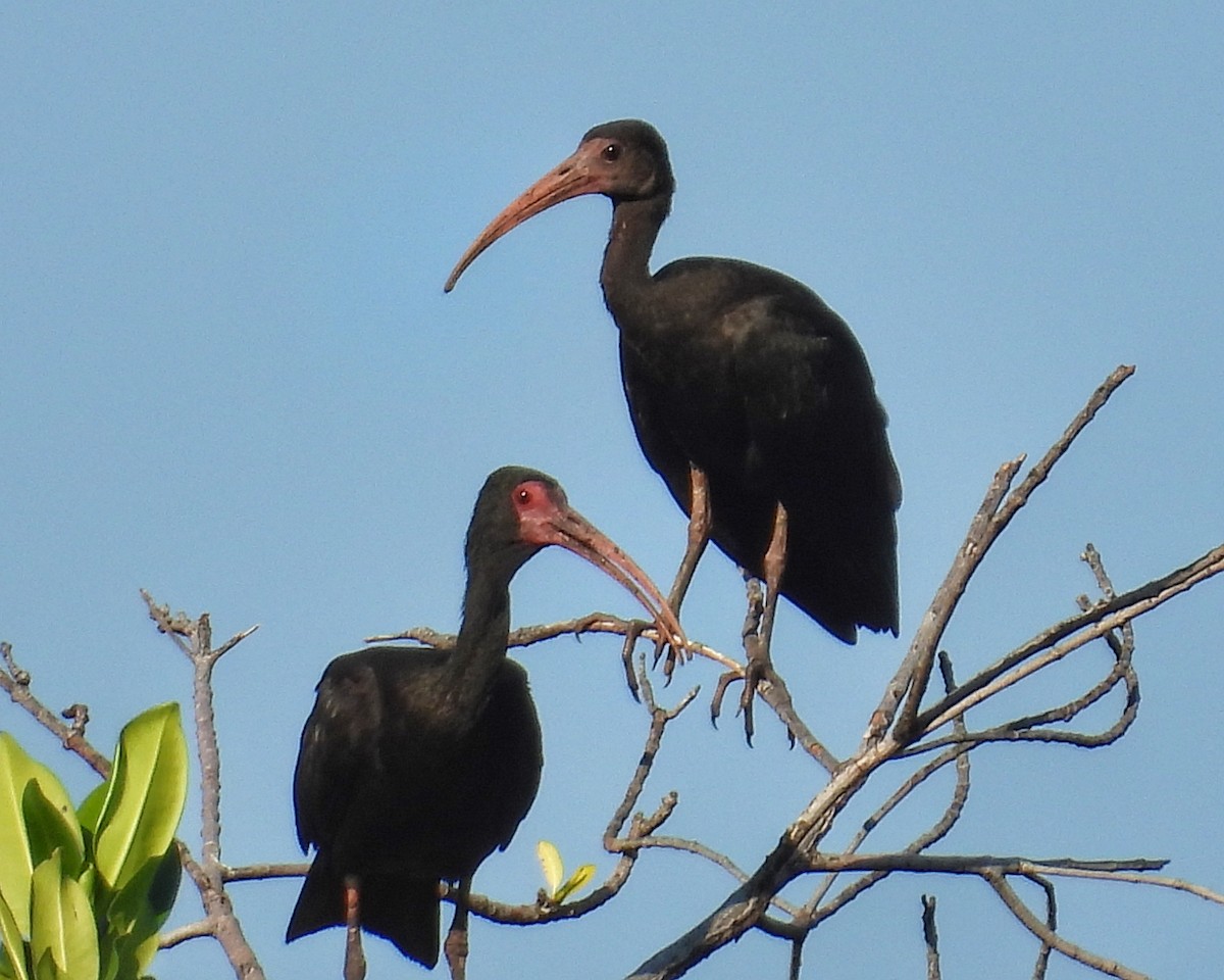 Bare-faced Ibis - ML644544466