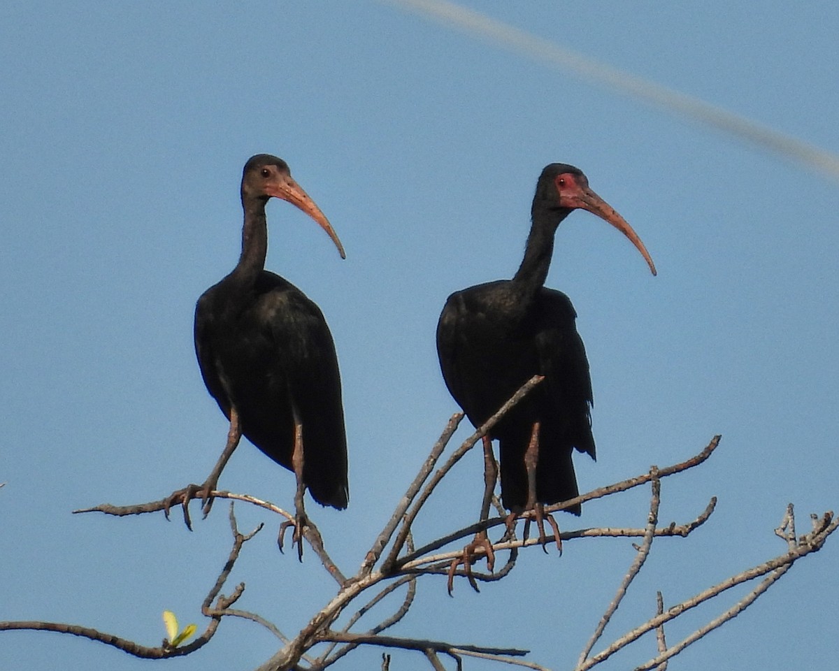 Bare-faced Ibis - ML644544467