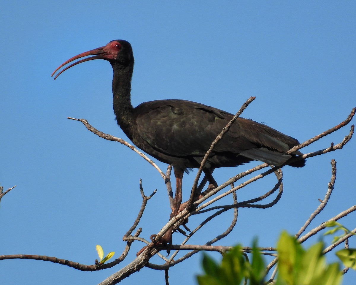 Bare-faced Ibis - ML644544468