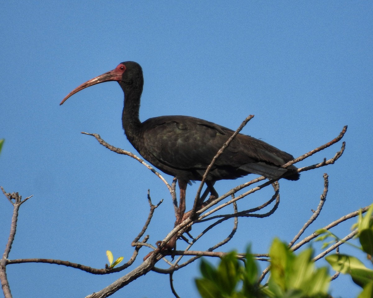 Bare-faced Ibis - ML644544469