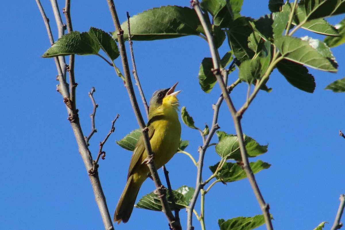 Paruline voilée - ML644544470