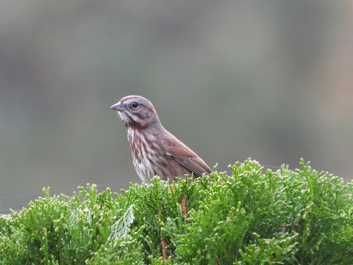 Song Sparrow - ML644544472