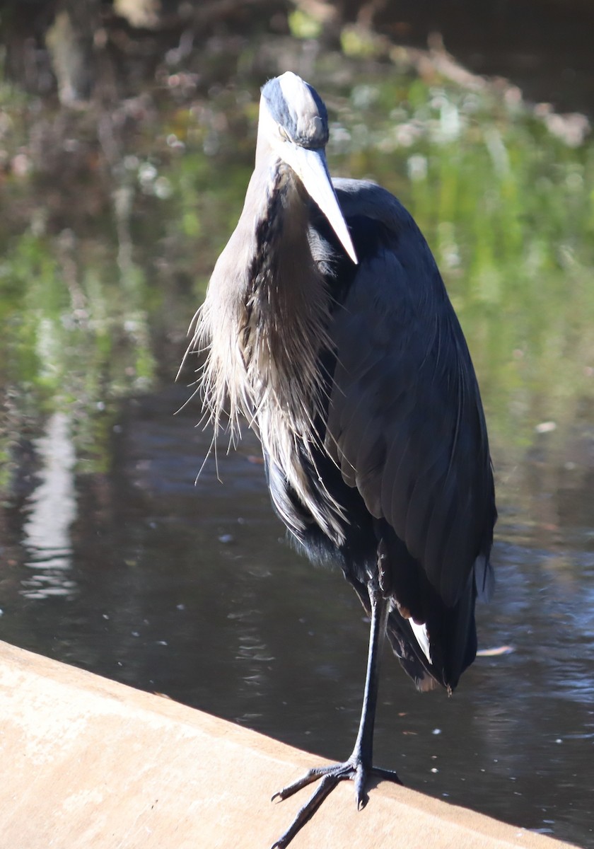 Great Blue Heron - ML644544473
